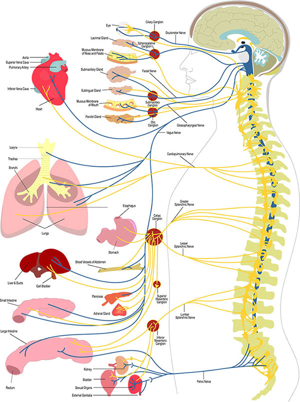 How principled chiropractic works at Reignite Chiropractic in Hoover, AL